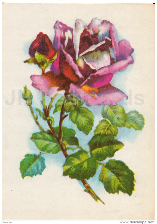 Red Rose - flowers - illustration - 1977 - Estonia USSR - used - JH Postcards