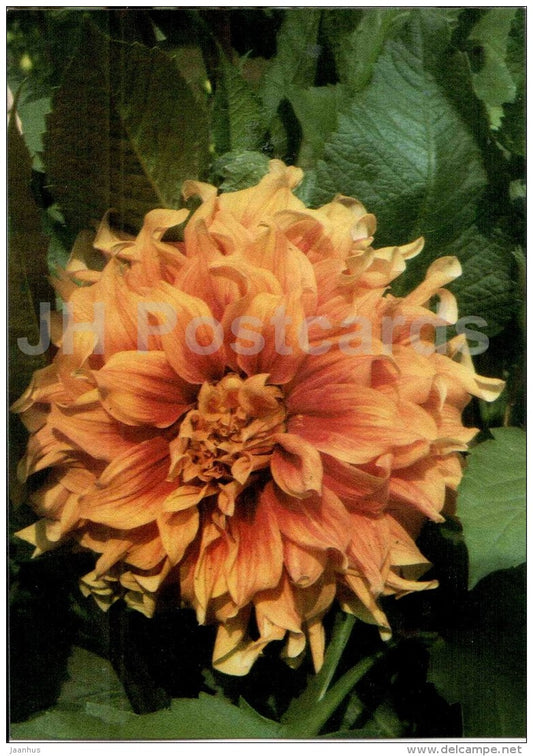 Trelawny - dahlia - flowers - Slovakia - Czechoslovakia - unused - JH Postcards