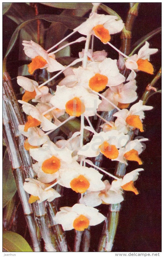 Pinecone-like Raceme Dendrobium , Dendrobium thyrsiflorum - flowers - Orchid - Russia USSR - 1981 - unused - JH Postcards
