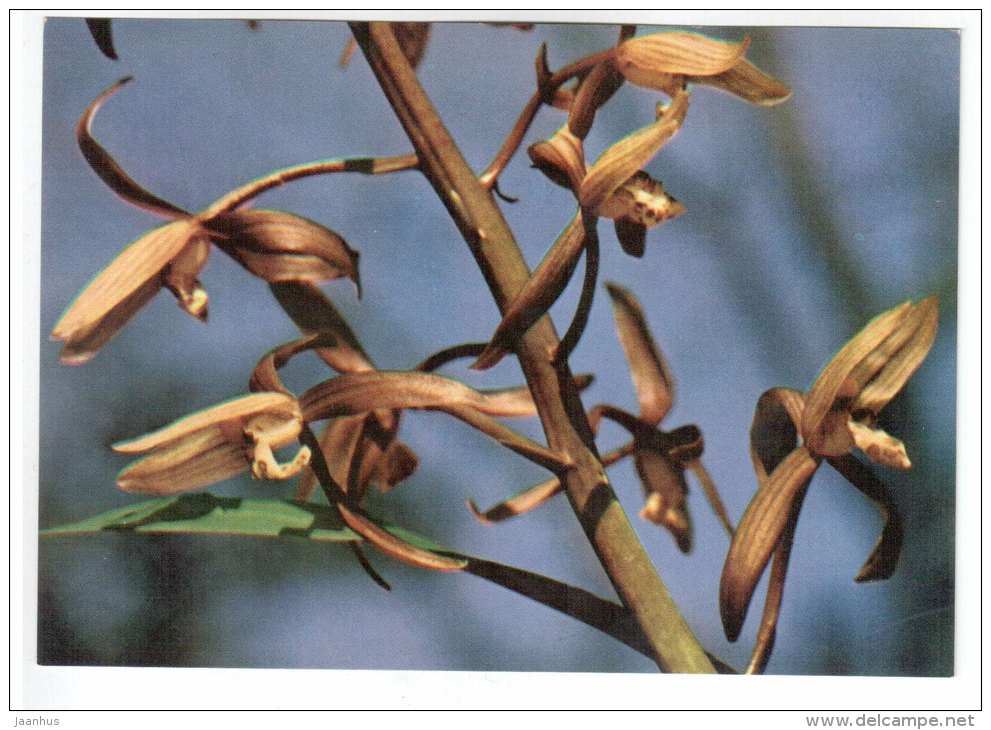orchid - flowers - Vietnam - unused - JH Postcards