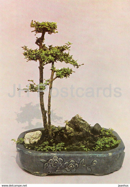 Solitude a Deux - Bonsai tree - plants - Vietnam - unused - JH Postcards