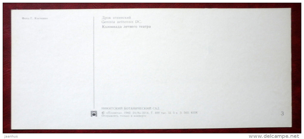 Mount Etna broom - Genista aetnensis - Summer Theatre - tNikitsky Botanical Garden - 1982 - Ukraine USSR - unused - JH Postcards