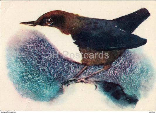 White-throated dipper - Cinclus cinclus - illustration by E. Pikk - birds - animals - 1979 - Estonia USSR - unused - JH Postcards