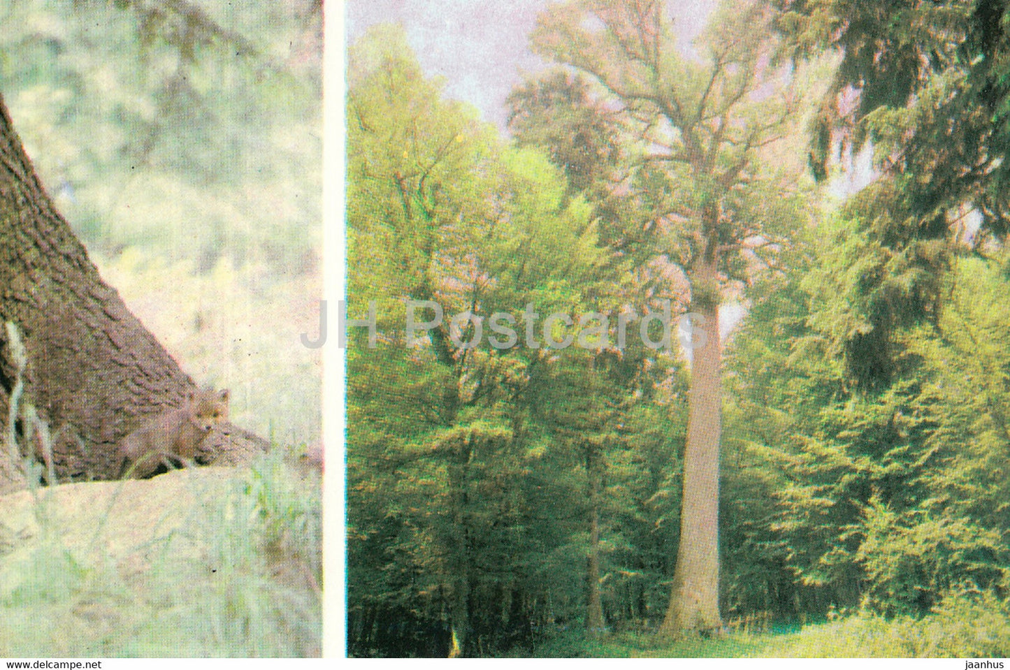Belovezhskaya Pushcha National Park - A Young Fox near its burrow - The King Oak - 1981 - Berarus USSR - unused - JH Postcards