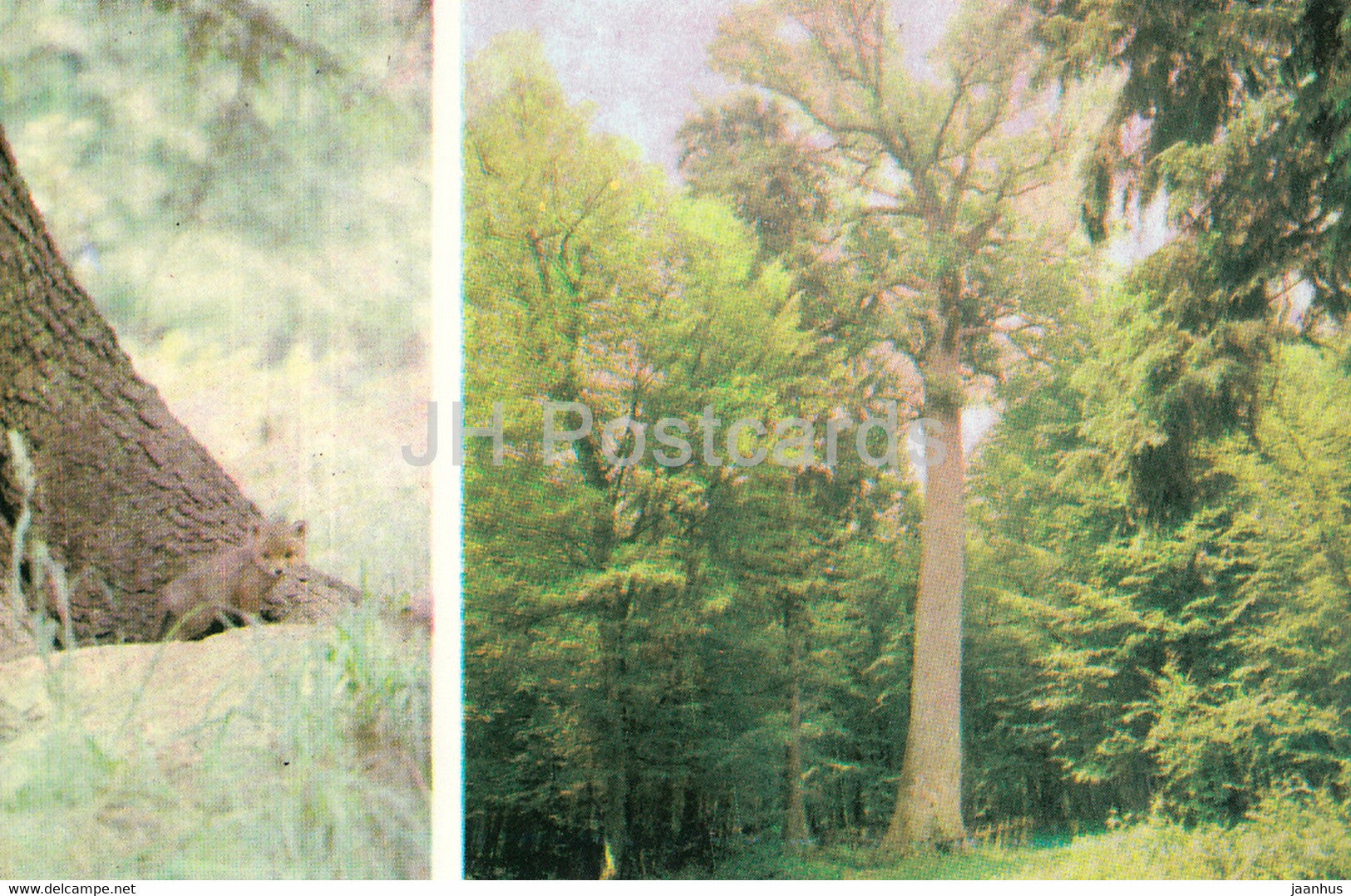 Belovezhskaya Pushcha National Park - A Young Fox near its burrow - The King Oak - 1981 - Berarus USSR - unused - JH Postcards