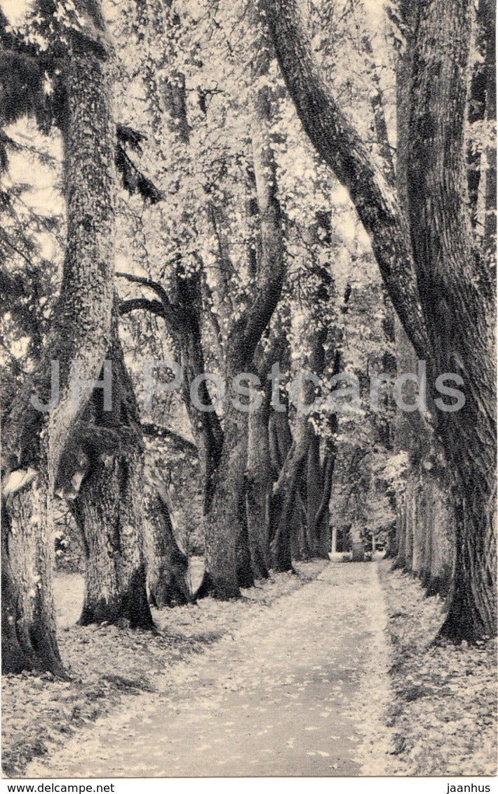 Mikhailovskoye - Linden Alley - Pushkin Nature Reserve - 1968 - Russia USSR - unused - JH Postcards
