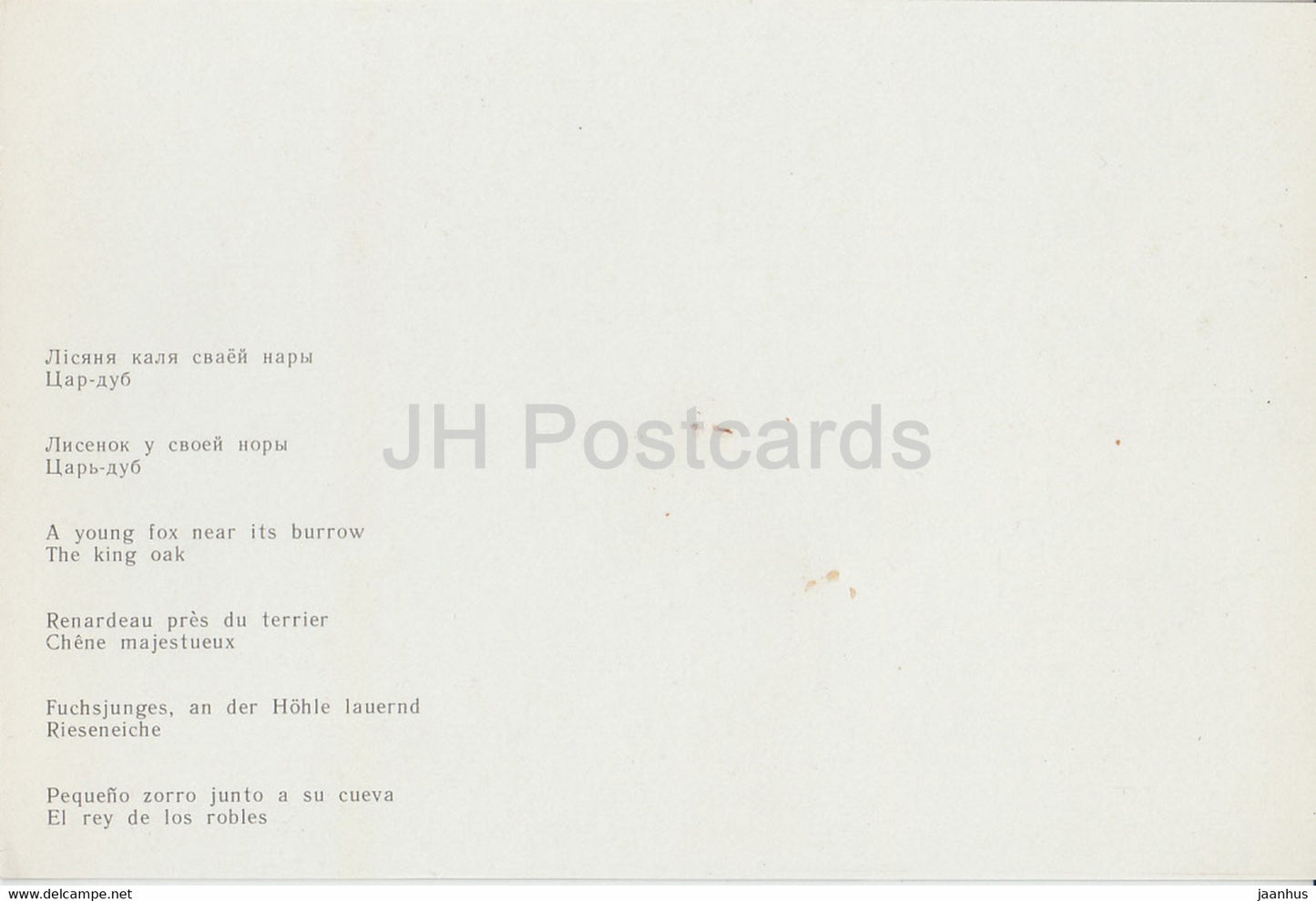 Belovezhskaya Pushcha National Park - A Young Fox near its burrow - The King Oak - 1981 - Berarus USSR - unused