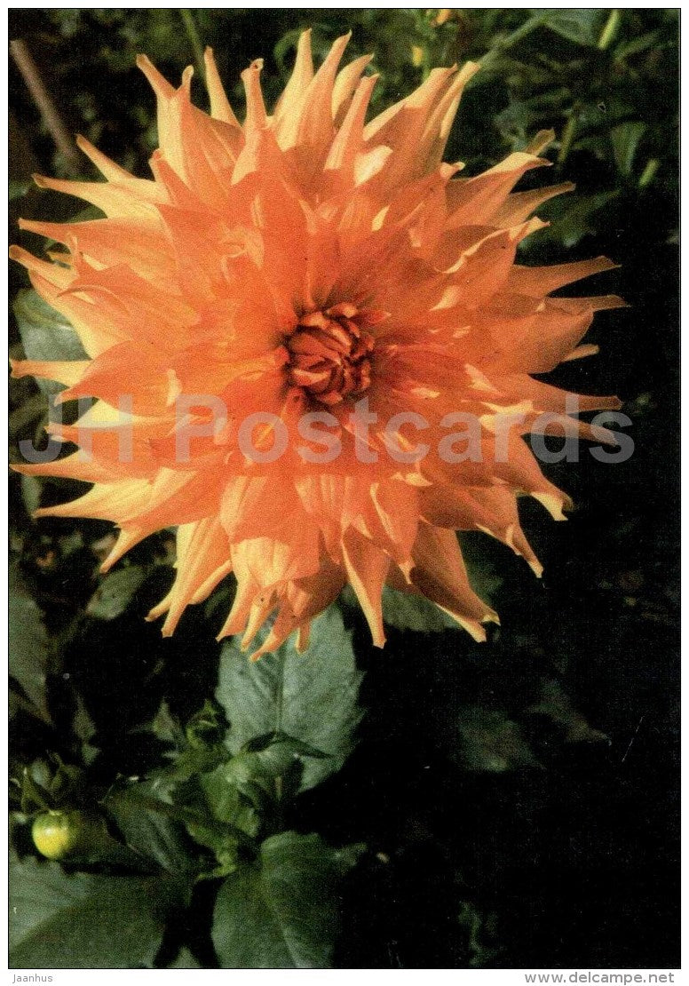 Ovation - dahlia - flowers - Slovakia - Czechoslovakia - unused - JH Postcards