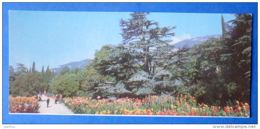 Lebanese cedar - Nikitsky Botanical Garden - 1981 - Ukraine USSR - unused - JH Postcards