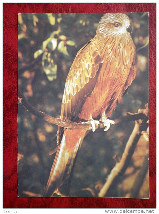 Kite - birds - 1983 - Russia - USSR - unused - JH Postcards