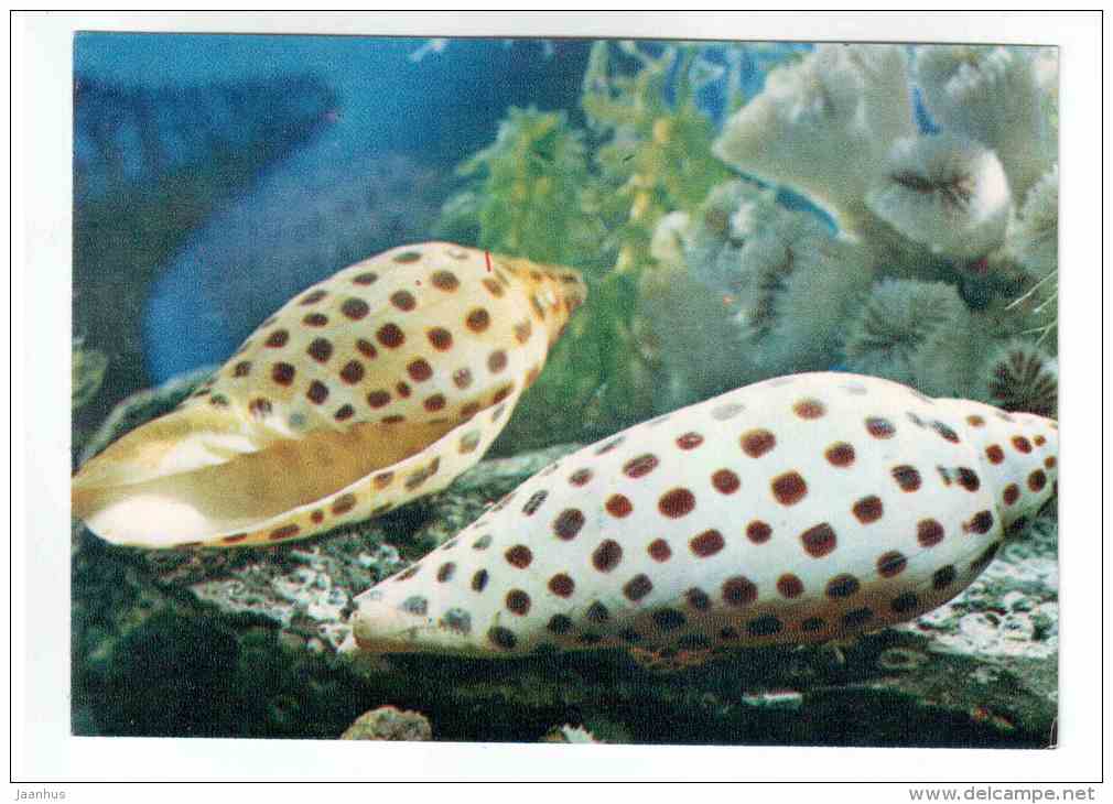 Juno´s volute - Scaphella junonia - shells - clams - mollusc - 1974 - Russia USSR - unused - JH Postcards