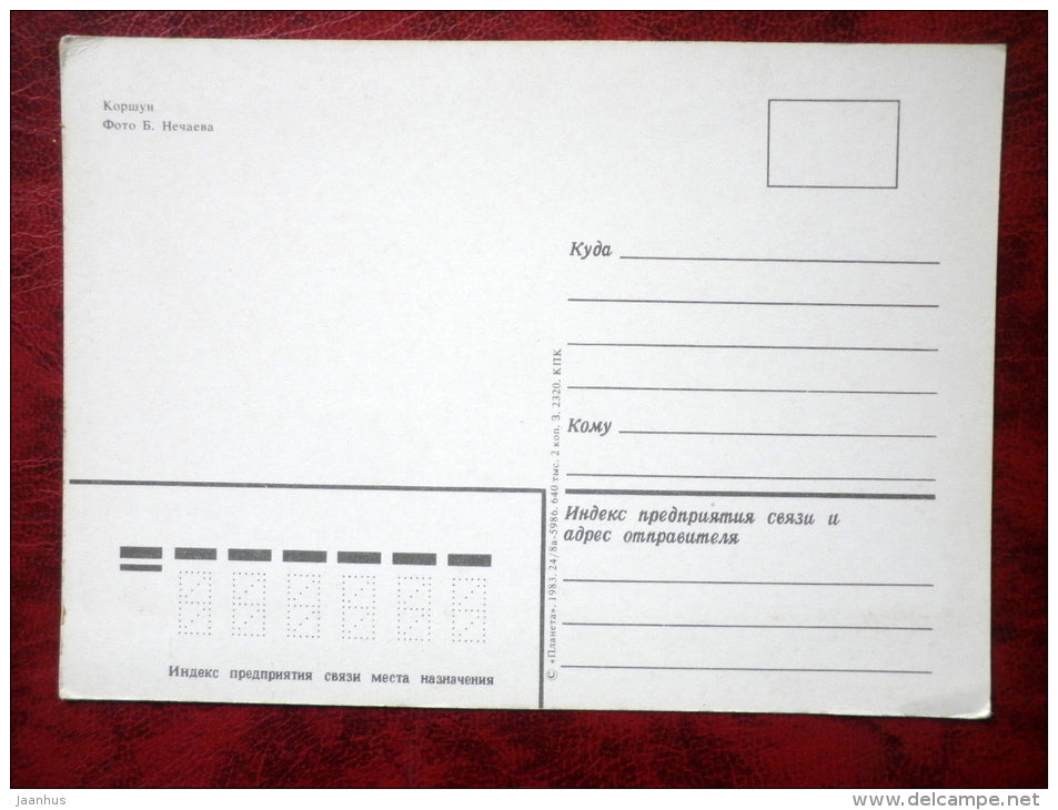 Kite - birds - 1983 - Russia - USSR - unused - JH Postcards