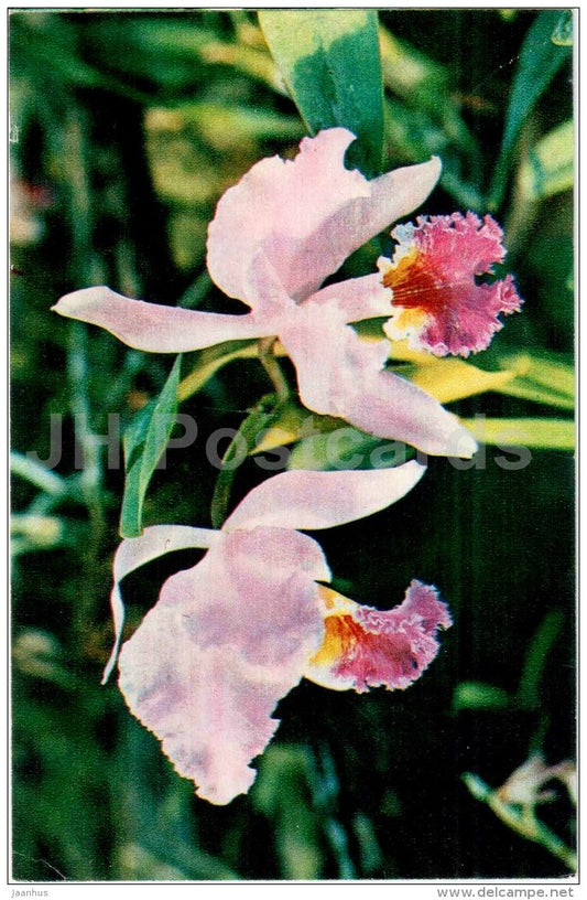 Hybrid Cattleya - flowers - 1974 - Russia USSR - unused - JH Postcards