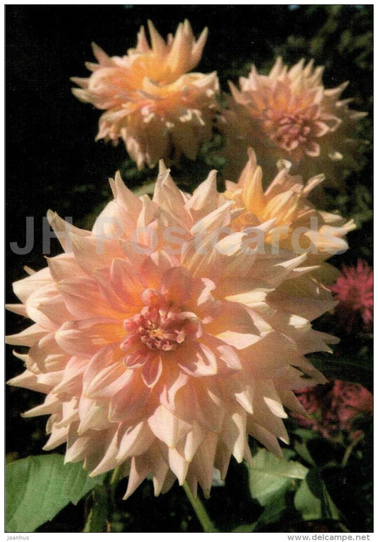 Kidd´s Climax - dahlia - flowers - Slovakia - Czechoslovakia - unused - JH Postcards