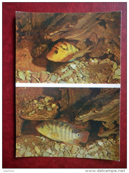 Red Terror - Cichlasoma festae - aquarium fishes - 1982 - Russia USSR - unused - JH Postcards