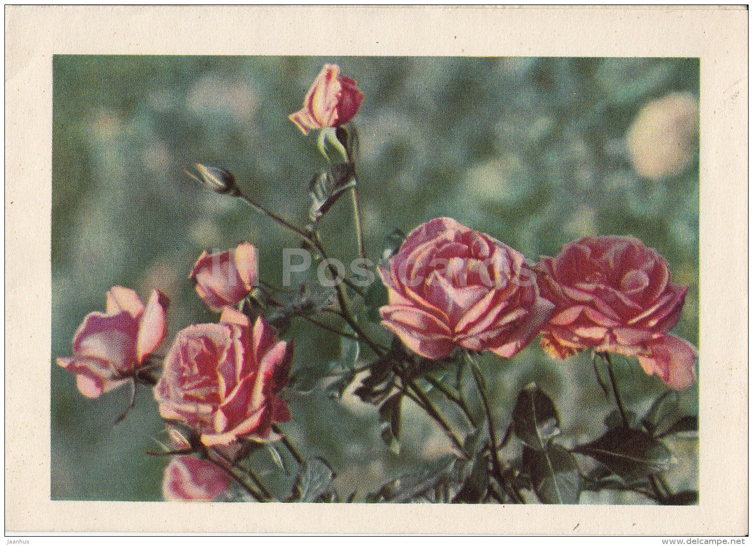 greeting card - roses - flowers - telegram - 1963 - Russia USSR - used - JH Postcards