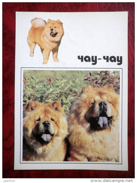 Chow Chow - dogs - 1991 - Russia - USSR - unused - JH Postcards