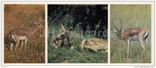 Gazelle - Kopet Dagh Nature Reserve - 1985 - Turkmenistan USSR - unused - JH Postcards