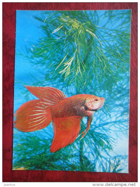 Siamese fighting fish - Betta splendens - aquarium fish - 1980 - Russia USSR - unused - JH Postcards