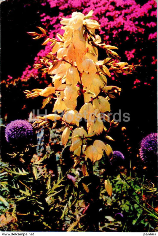 Blanes - Costa Brava - Fundacion Carlos Faust - Jardin Boranico Marimurtra - flowers - 8 - Spain - unused - JH Postcards
