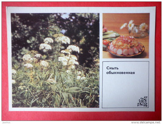 Ground Elder , Aegopodium podagraria - stew with potatoes - Dishes of Wild Herbs - 1985 - Russia USSR - unused - JH Postcards