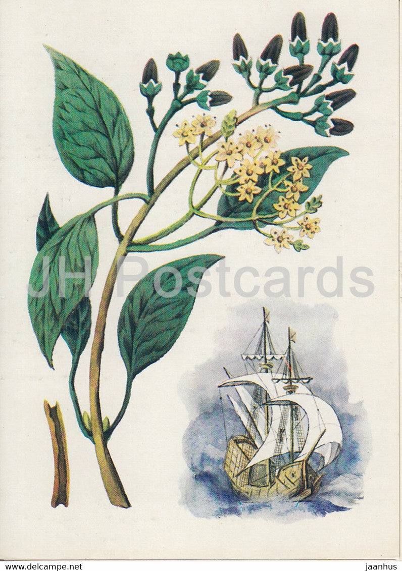 Cinnamon - Spice Plants - 1986 - Russia USSR - unused - JH Postcards
