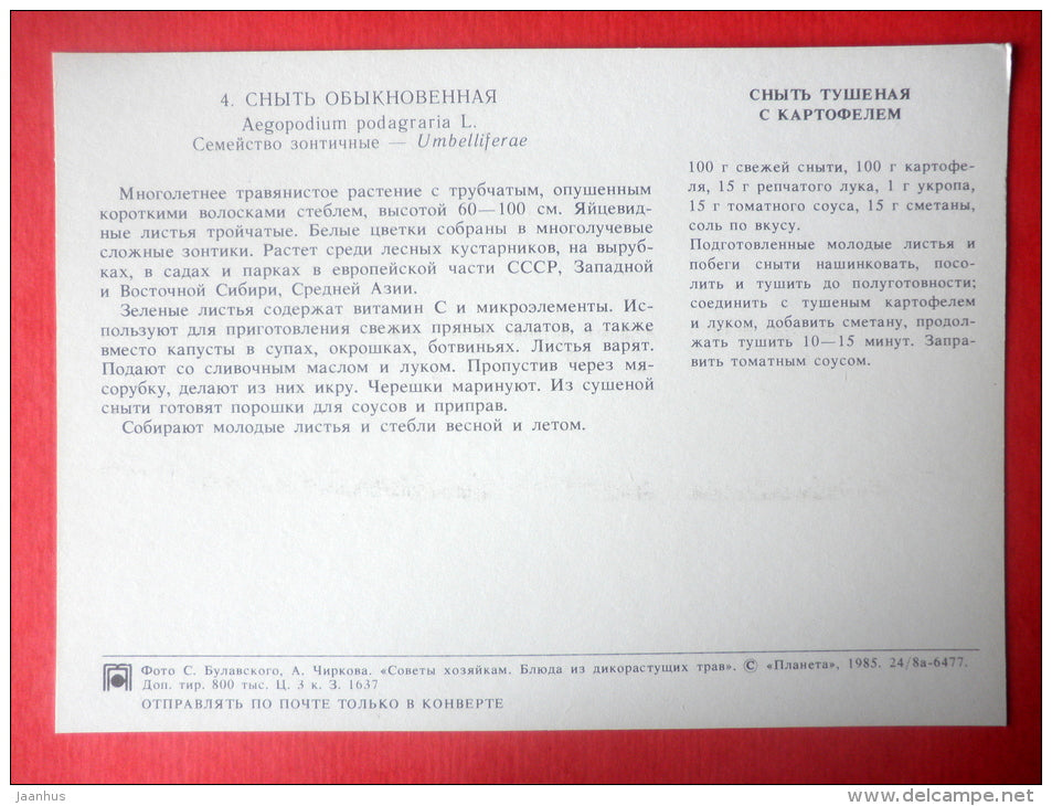 Ground Elder , Aegopodium podagraria - stew with potatoes - Dishes of Wild Herbs - 1985 - Russia USSR - unused - JH Postcards