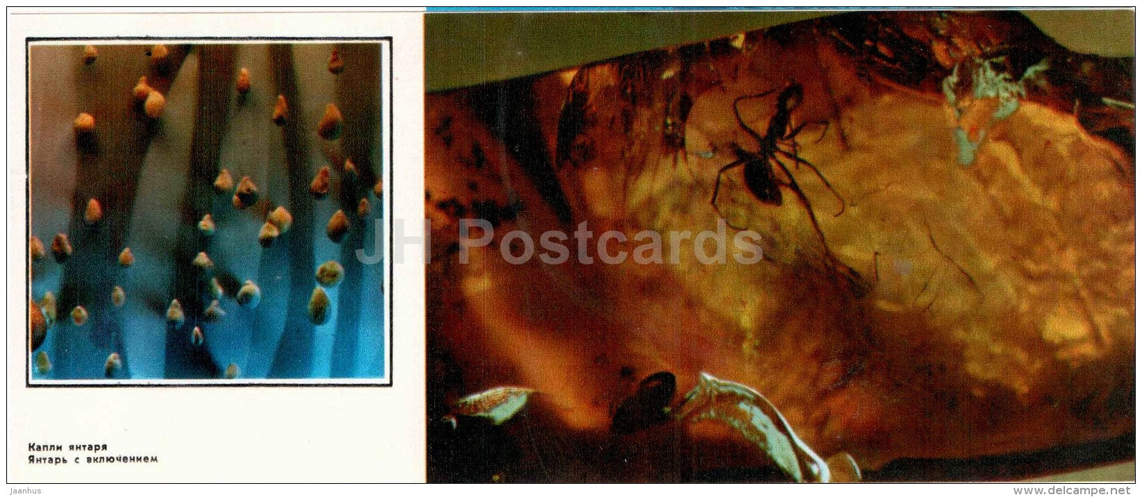 amber drops - insects - Amber Products - 1976 - Russia USSR - unused - JH Postcards