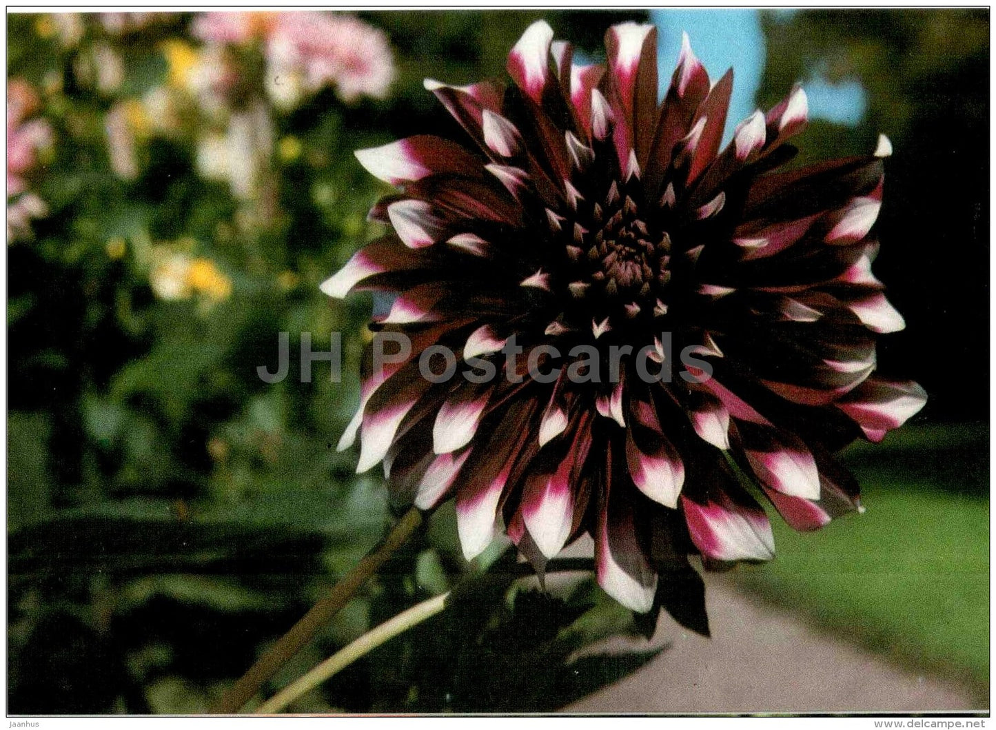 Contraste - dahlia - flowers - Slovakia - Czechoslovakia - unused - JH Postcards