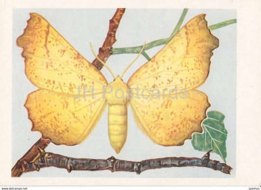 Latalec jesieniak - The Large Thorn - Ennomos autumnaria - moth - insects - illustration - Poland - unused - JH Postcards