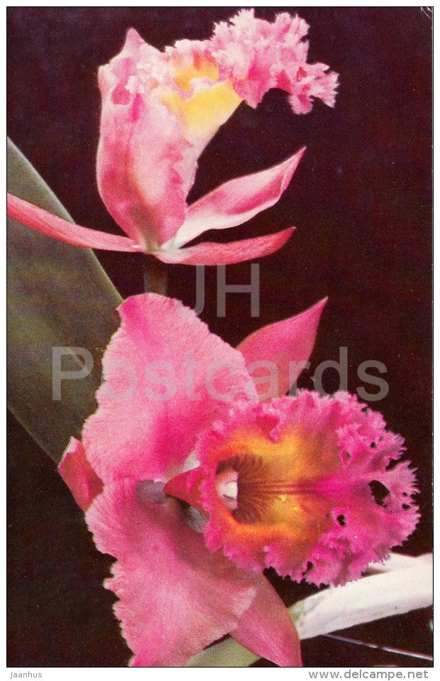 Cattleya and Brassavola hybrid - flowers - Orchid - Russia USSR - 1981 - unused - JH Postcards