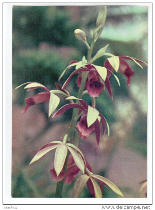lilac orchid 1 - flowers - Vietnam - unused - JH Postcards