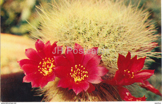Rebutia senilis var. elegans - Cactus - Flowers - 1972 - Russia USSR - unused - JH Postcards