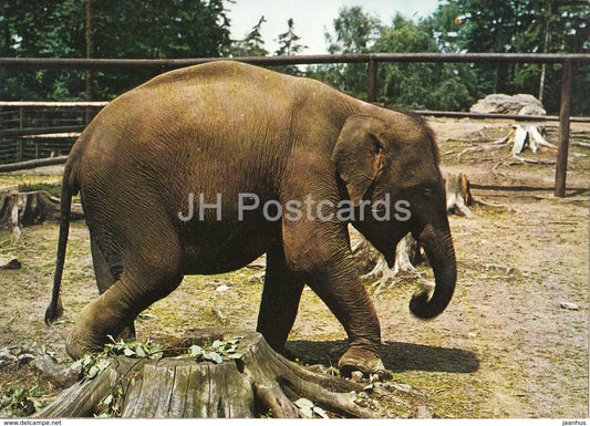 Indian Elephant - Zoo - Czechoslovakia - Czech Republic - unused - JH Postcards