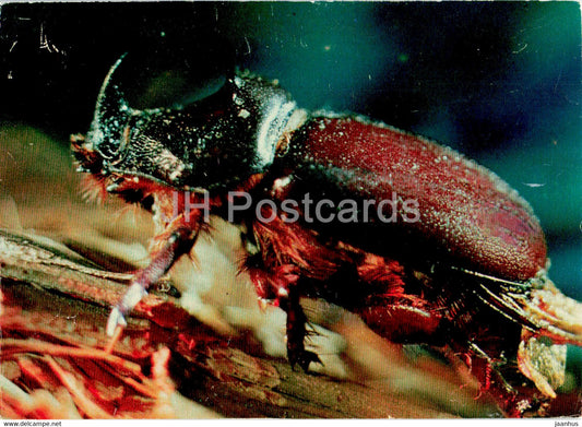 European rhinoceros beetle - Oryctes nasicornis - insects - 1977 - Russia USSR - unused - JH Postcards