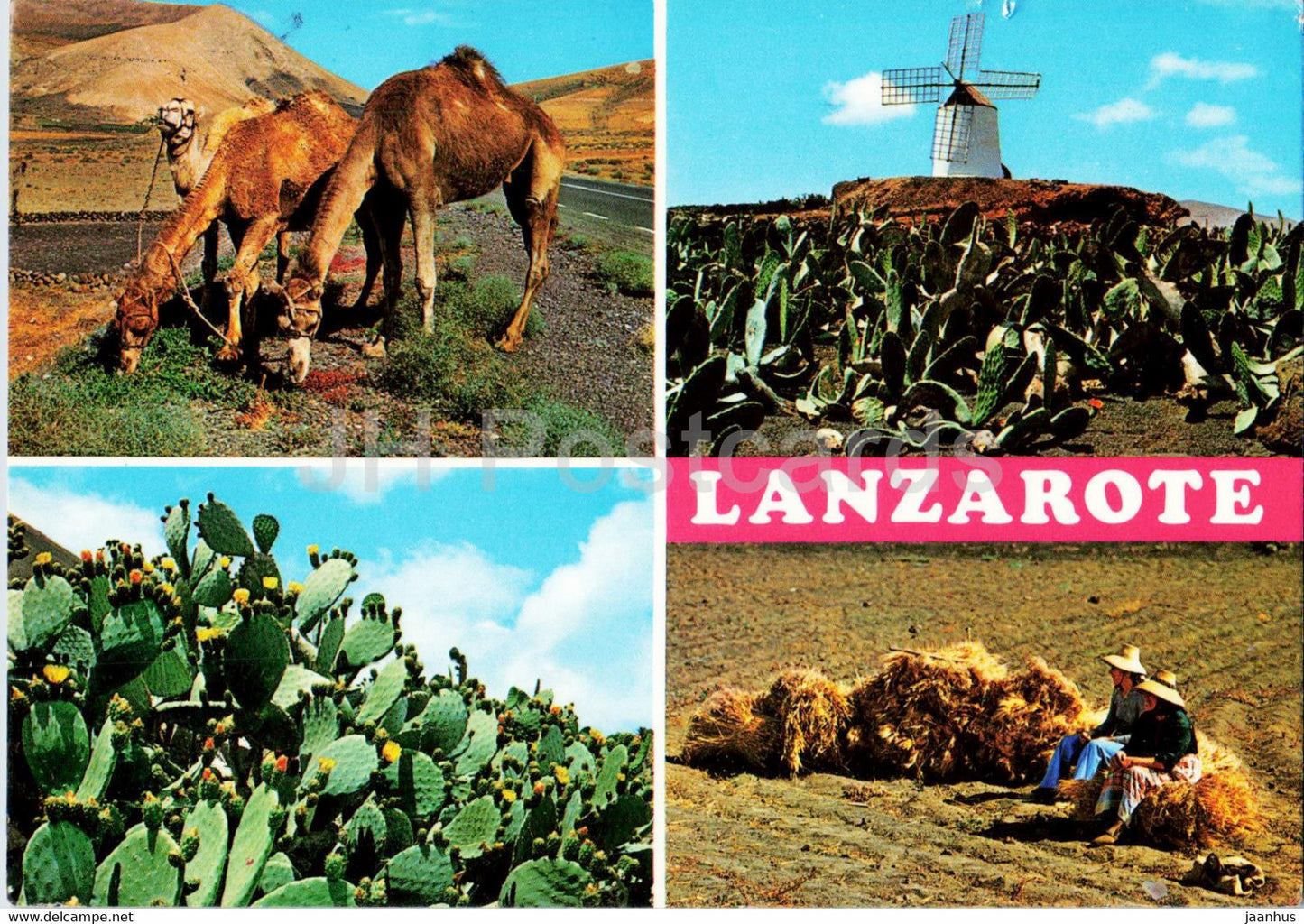 Lanzarote - Islas Canarias - Escenas tipicas - typical scenes - camel - windmill - cactus - animals - Spain - used - JH Postcards