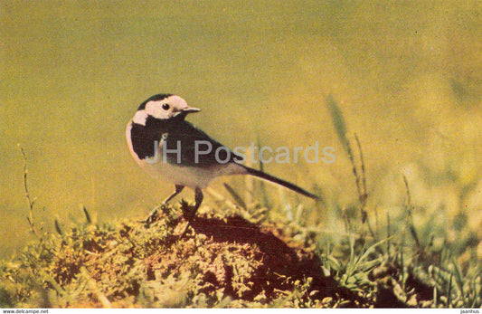 White wagtail - Motacilla alba - birds - 1968 - Russia USSR - unused - JH Postcards
