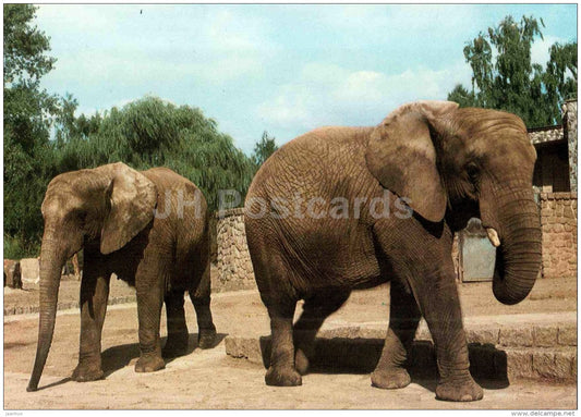 African bush elephant - Loxodonta africana - animal - Zoo Animals - Czehoslovakia - unused - JH Postcards