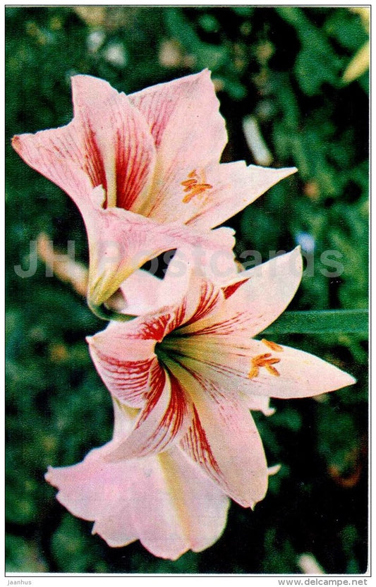 Hybrid Hippeastrum - pink - flowers - 1974 - Russia USSR - unused - JH Postcards