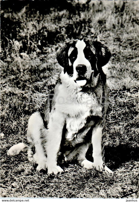 Dina - Jeune chienne Saint Bernard - dog - 12 - 1964 - France - used - JH Postcards