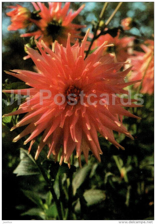 Marie France - dahlia - flowers - Slovakia - Czechoslovakia - unused - JH Postcards