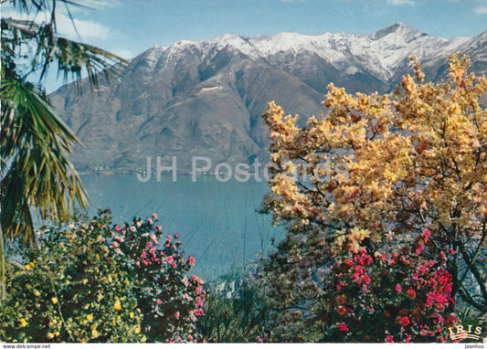 Locarno - Lago Maggiore - Camelie e Magnoglie in Fiore - 655 - Switzerland - unused - JH Postcards