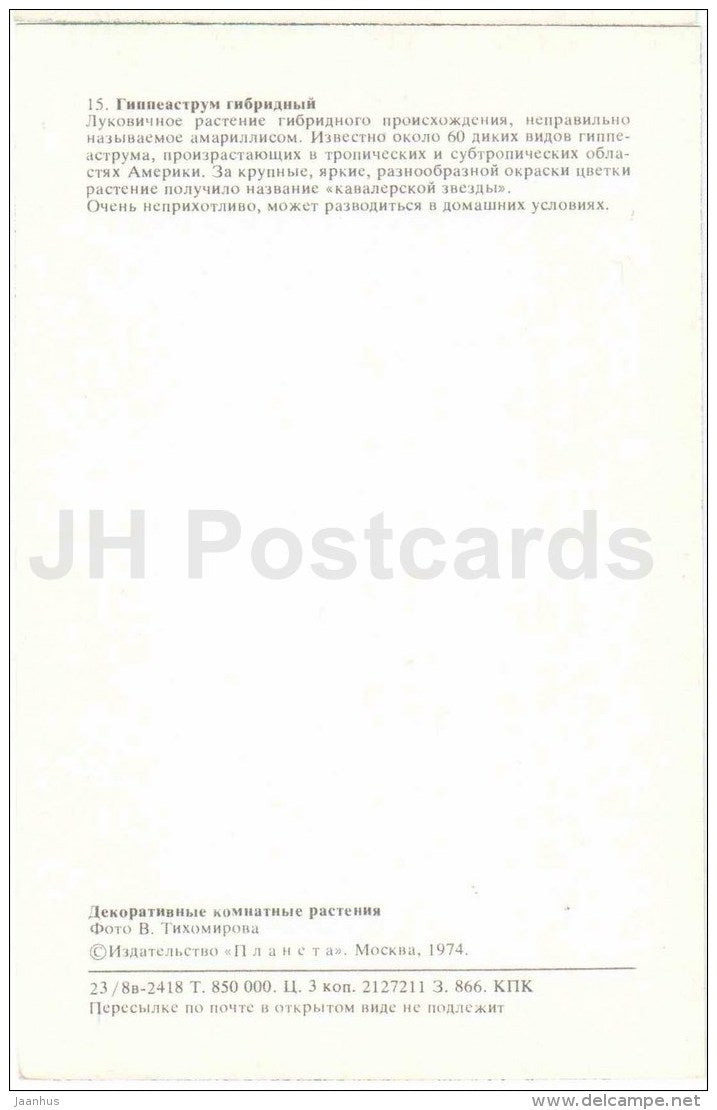 Hybrid Hippeastrum - pink - flowers - 1974 - Russia USSR - unused - JH Postcards