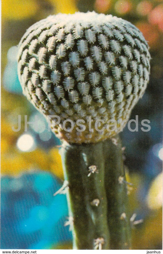 Pelecyphora pseudopectinata - cactus - flowers - 1974 - Russia USSR - unused - JH Postcards