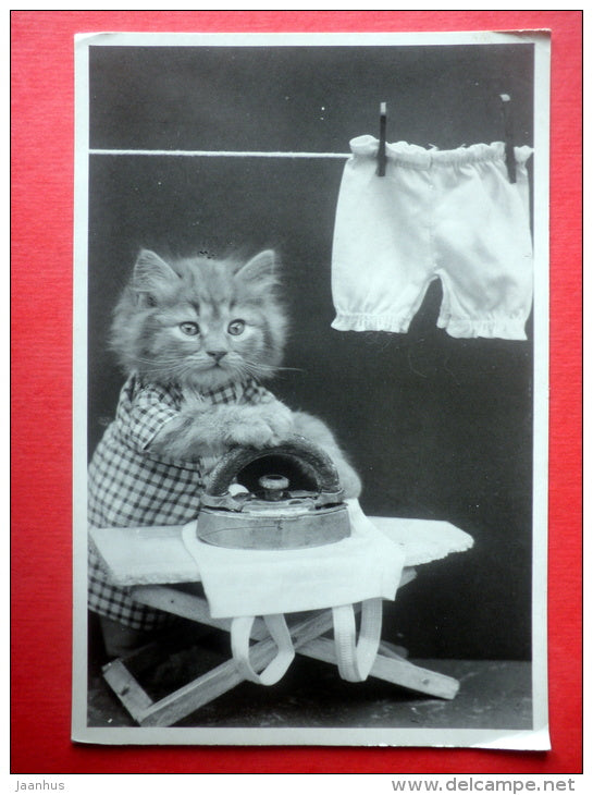 the photography of Harry Whittiew Frees - ironing cat - board - iron - 754 - USA - circulated in Finland 1988 - JH Postcards