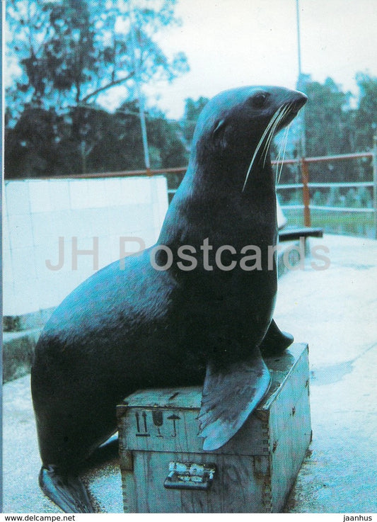 Fur seal - Oceanarium in Batumi - 1989 - Georgia USSR - unused - JH Postcards
