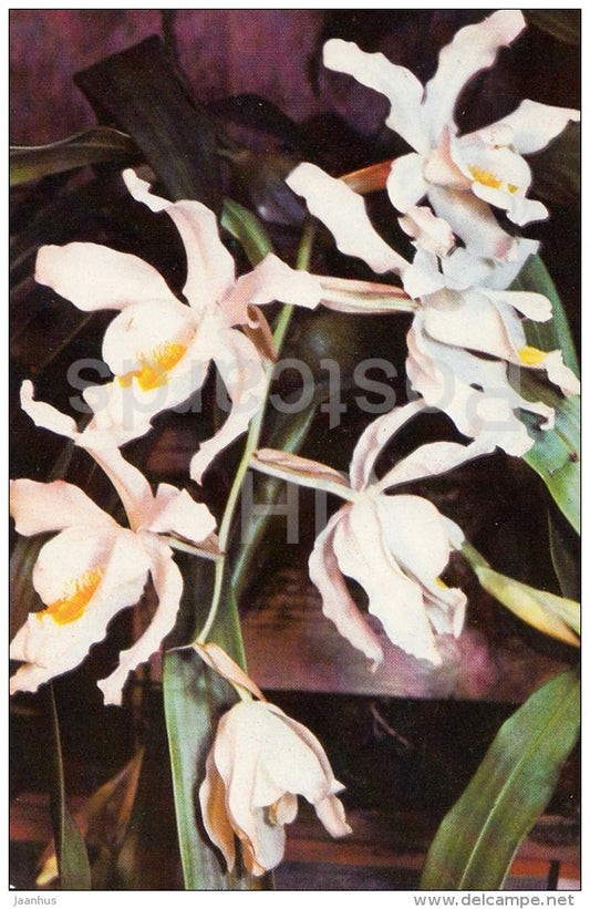 Coelogyne cristata - flowers - Orchid - Russia USSR - 1981 - unused - JH Postcards