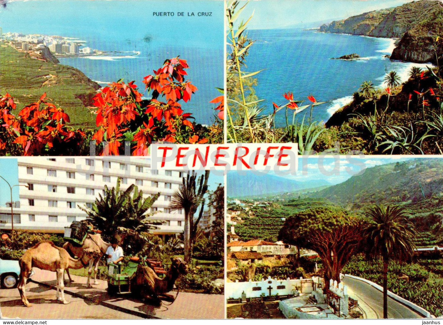 Tenerife - Puerto de la Cruz - animals - camel - multiview - 5904 - 1974 - Spain - used - JH Postcards