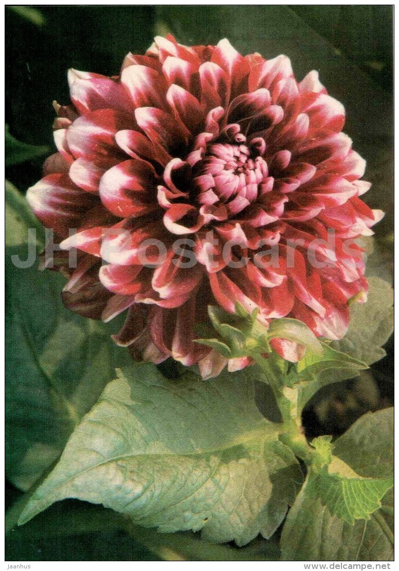 Pani Irena Svobodova - dahlia - flowers - Slovakia - Czechoslovakia - unused - JH Postcards