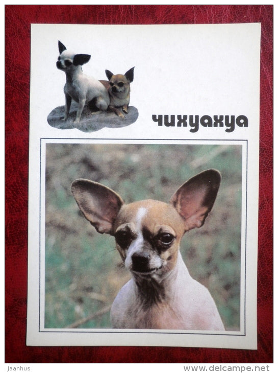 Chihuahua - dogs - 1991 - Russia - USSR - unused - JH Postcards